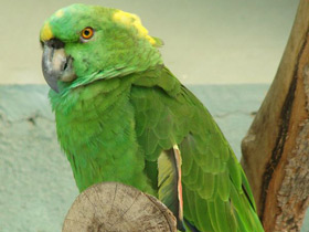 Смотреть фото Желтошейный амазон Фото Желтошейный амазон