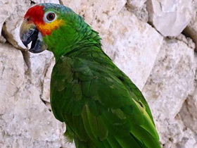 Краснолобый амазон