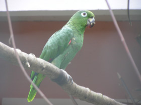 Смотреть фото Желтоклювый ямайский амазон Фото Желтоклювый ямайский амазон