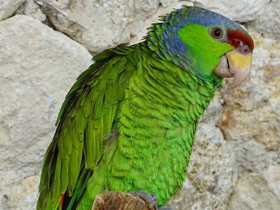 Смотреть фото Синешапочный амазон Фото Синешапочный амазон