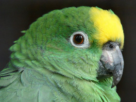 Смотреть фото Желтолобый амазон Фото Желтолобый амазон