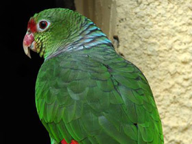 Смотреть фото Винногрудый амазон Фото Винногрудый амазон