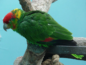 Смотреть фото Зеленощёкий амазон Фото Зеленощёкий амазон