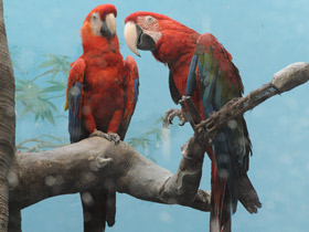 Зеленокрылый ара