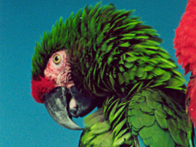 Малый солдатский ара