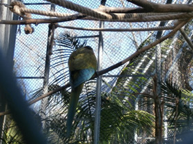 Смотреть фото Красноухий ара Фото Красноухий ара