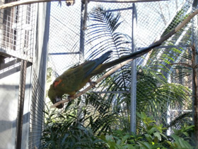 Смотреть фото Красноухий ара Фото Красноухий ара