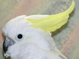 Смотреть фото Большой желтохохлый какаду Фото Большой желтохохлый какаду