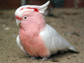 Смотреть фото Какаду-инка Фото Какаду-инка