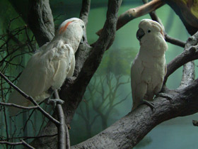 Смотреть фото Молуккский какаду Фото Молуккский какаду