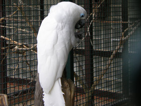 Смотреть фото Очковый какаду Фото Очковый какаду