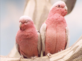 Смотреть фото Розовый какаду Фото Розовый какаду