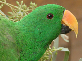 Смотреть фото Благородный зелёно-красный попугай Фото Благородный зелёно-красный попугай