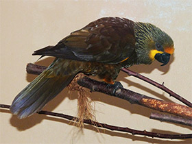 Смотреть фото Бурый блестящий лори Фото Бурый блестящий лори