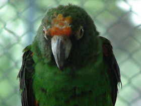 Смотреть фото Конголезский длиннокрылый попугай Фото Конголезский длиннокрылый попугай