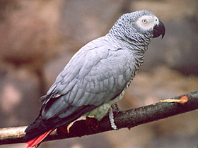 Смотреть фото Жако Фото Жако