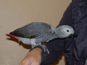 Смотреть фото Жако Фото Жако