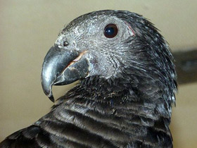 Смотреть фото Орлиный попугай Фото Орлиный попугай