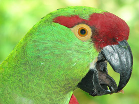 Смотреть фото Аровидный попугай Фото Аровидный попугай