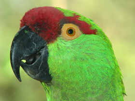 Смотреть фото Аровидный попугай Фото Аровидный попугай