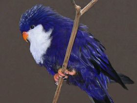 Смотреть фото Синий лори-отшельник Фото Синий лори-отшельник