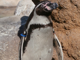 Смотреть фото Пингвин Гумбольдта Фото Пингвин Гумбольдта