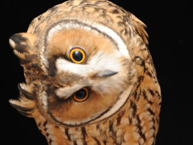 Ушастая сова