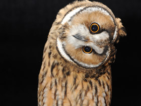 Смотреть фото Ушастая сова Фото Ушастая сова