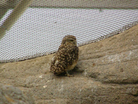 Фото Кроличий сыч