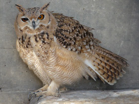 Пустынный филин Пустынный филин