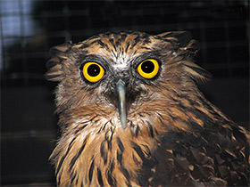 Смотреть фото Малайский рыбный филин Фото Малайский рыбный филин