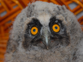 Фото Белая сова