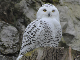 Белая сова