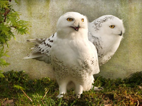 Фото Белая сова