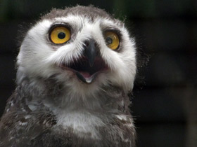 Фото Белая сова