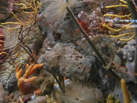 Фото Многощетинковые черви