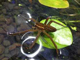 Смотреть фото Каёмчатый охотник Фото Каёмчатый охотник