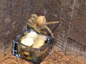 Смотреть фото Гетеропода Дэвидбоуи Фото Гетеропода Дэвидбоуи