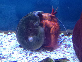 Смотреть фото Белоточечный рак–отшельник Фото Белоточечный рак–отшельник