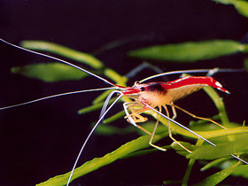 Тихоокеанская креветка-чистильщик Тихоокеанская креветка-чистильщик