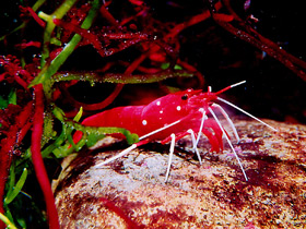 Креветка-доктор кардинал Креветка-доктор кардинал