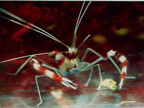 Поясковая креветка-боксер Поясковая креветка-боксер