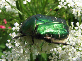 Бронзовка золотистая Бронзовка золотистая
