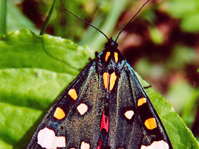 Медведица-госпожа