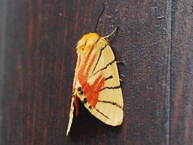 Смотреть фото Уединенная медведица Фото Уединенная медведица