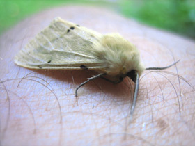 Смотреть фото Жёлтая медведица Фото Жёлтая медведица