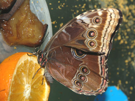 Брассолиды Брассолиды