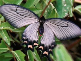 Смотреть фото Алкиной Фото Алкиной