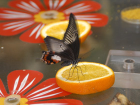 Смотреть фото Парусник полит Фото Парусник полит