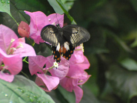 Смотреть фото Парусник Румянцева Фото Парусник Румянцева